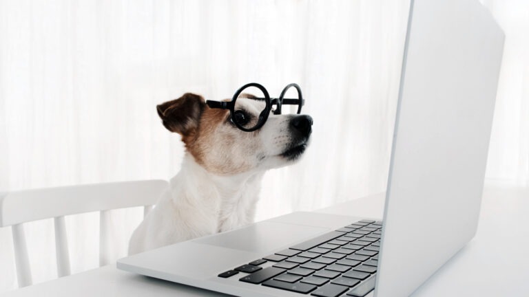Dog using computer in nerd glasses laptop keyboard